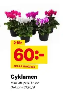 City Gross Cyklamen, SEK 60 erbjuda