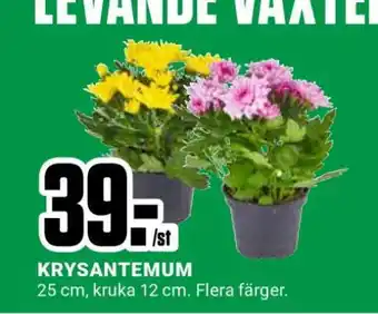 ÖoB Krysantemum erbjuda