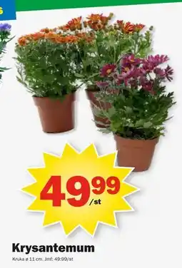 Pekås Krysantemum, SEK 49.99 erbjuda