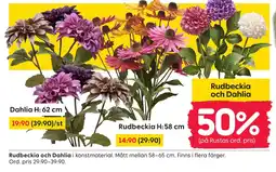 Rusta Rudbeckia och Dahlia erbjuda