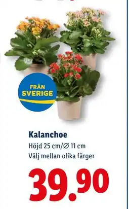 Lidl Kalanchoe, SEK 39.9 erbjuda