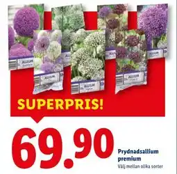 Lidl Prydnadsallium premium, SEK 69.9 erbjuda