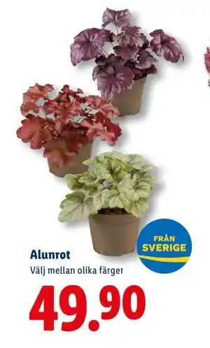 Lidl Alunrot, SEK 49.9 erbjuda