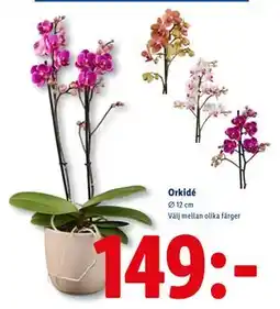 Lidl Orkidé, SEK 149 erbjuda