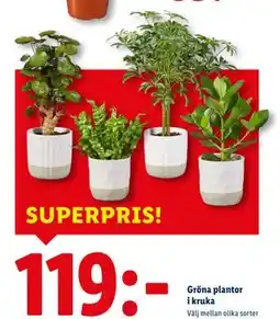 Lidl Gröna plantor i kruka, SEK 119 erbjuda