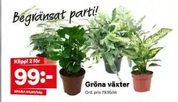 City Gross Gröna växter, SEK 99 erbjuda