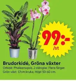 ICA Supermarket Brudorkidé, Gröna växter erbjuda