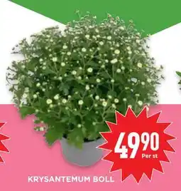Willys KRYSANTEMUM BOLL, SEK 49.9 erbjuda
