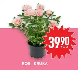 Willys Hemma ROS I KRUKA, SEK 39.9 erbjuda