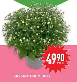 Willys Hemma KRYSANTEMUM BOLL, SEK 49.9 erbjuda