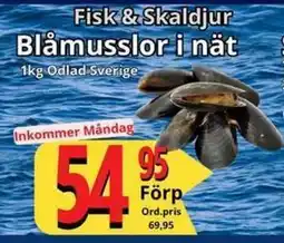Supergrossen Blåmusslor i nät, SEK 54.95 erbjuda