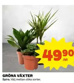 Coop GRÖNA VÄXTER Spira. Välj mellan olika sorter. erbjuda
