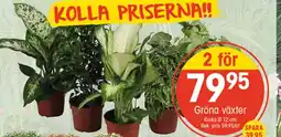 EKO Gröna växter erbjuda