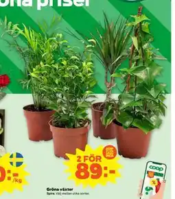 Stora Coop Gröna växter, SEK 89 erbjuda