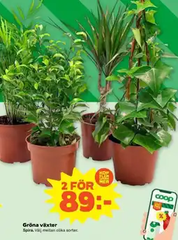 Coop Gröna växter erbjuda