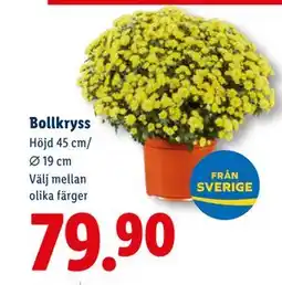 Lidl Bollkryss, SEK 79.9 erbjuda