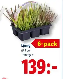 Lidl Ljung, SEK 139 erbjuda