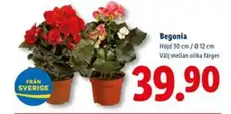 Lidl Begonia, SEK 39.9 erbjuda
