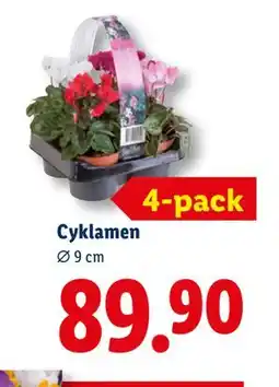 Lidl Cyklamen, SEK 89.9 erbjuda