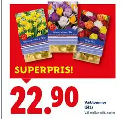 Lidl Vårblommor lökar, SEK 22.9 erbjuda