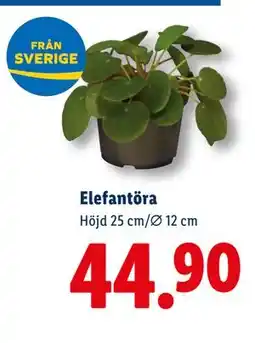 Lidl Elefantöra, SEK 44.9 erbjuda