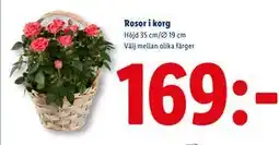 Lidl Rosor i korg, SEK 169 erbjuda