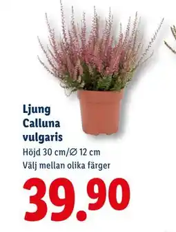 Lidl Ljung Calluna vulgaris, SEK 39.9 erbjuda