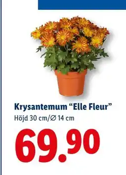 Lidl Krysantemum “Elle Fleur”, SEK 69.9 erbjuda