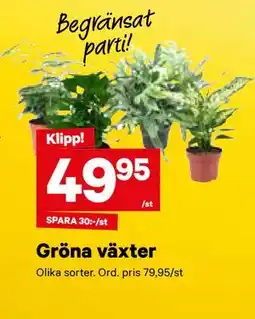 City Gross Gröna växter, SEK 49.95 erbjuda