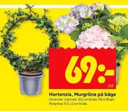 ICA Kvantum Hortensia, murgröna på båge erbjuda