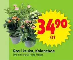 ICA Supermarket Ros i kruka, kalanchoe erbjuda