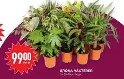 Willys GRÖNA VÄXTERER, SEK 99 erbjuda