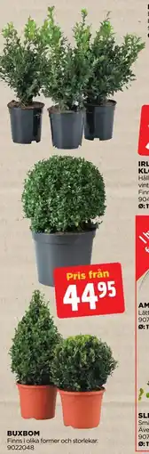 Jem&Fix BUXBOM erbjuda