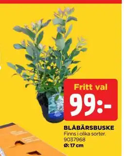Jem&Fix BLÅBÄRSBUSKE, SEK 99 erbjuda