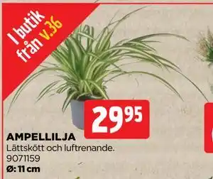 Jem&Fix AMPELLILJA, SEK 29.95 erbjuda