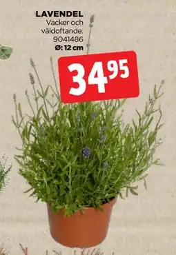 Jem&Fix LAVENDEL, SEK 34.95 erbjuda