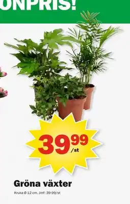 Pekås Gröna växter, SEK 39.99 erbjuda