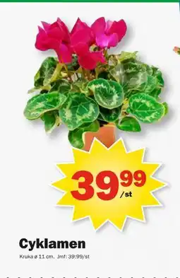 Pekås Cyklamen, SEK 39.99 erbjuda