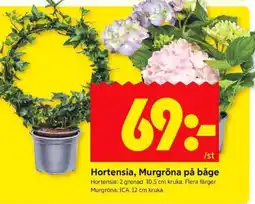 ICA Supermarket Hortensia, Murgröna på båge erbjuda