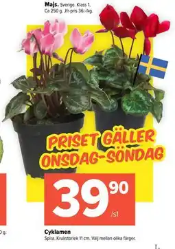 Coop Extra Cyklamen, SEK 39.9 erbjuda