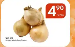 Snabbgross Gul lök erbjuda