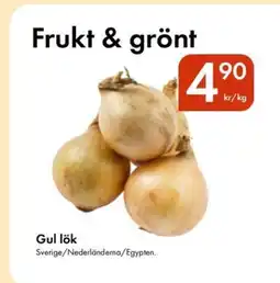 Snabbgross Gul lök erbjuda