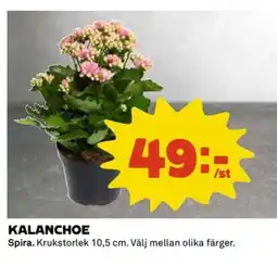 Coop Kalanchoe erbjuda