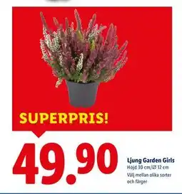 Lidl Ljung Garden Girls, SEK 49.9 erbjuda