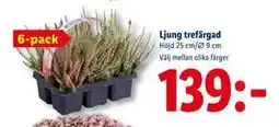 Lidl Ljung trefärgad, SEK 139 erbjuda