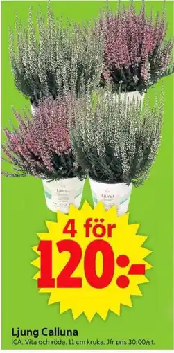 ICA Supermarket ICA Ljung Calluna erbjuda