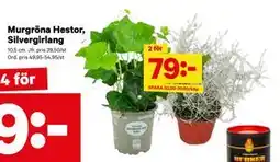 City Gross Murgröna Hestor, Silvergirlang, SEK 79 erbjuda