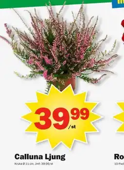 Pekås Calluna Ljung, SEK 39.99 erbjuda