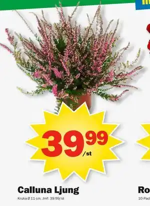 Pekås Calluna Ljung, SEK 39.99 erbjuda
