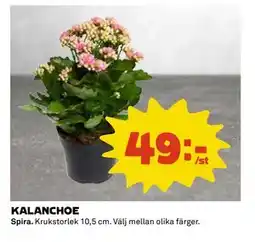 Coop Daglivs KALANCHOE, SEK 49 erbjuda